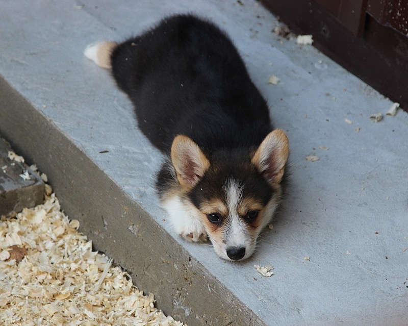 щенок трёхцветного окраса в возрасте 45-ти дней