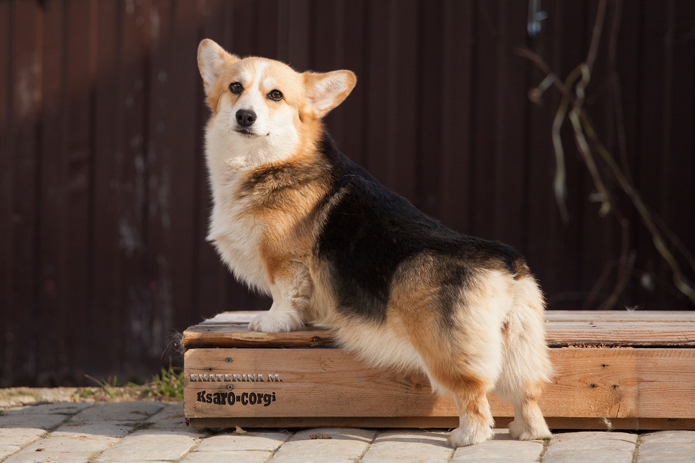 та же самая собака в возрасте двух лет. Медалья ди Беллецца из Ксаро Честная игра