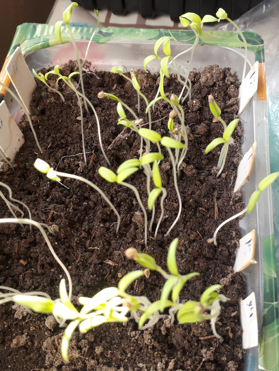 Сильно вытянувшаяся рассада через неделю после посева.