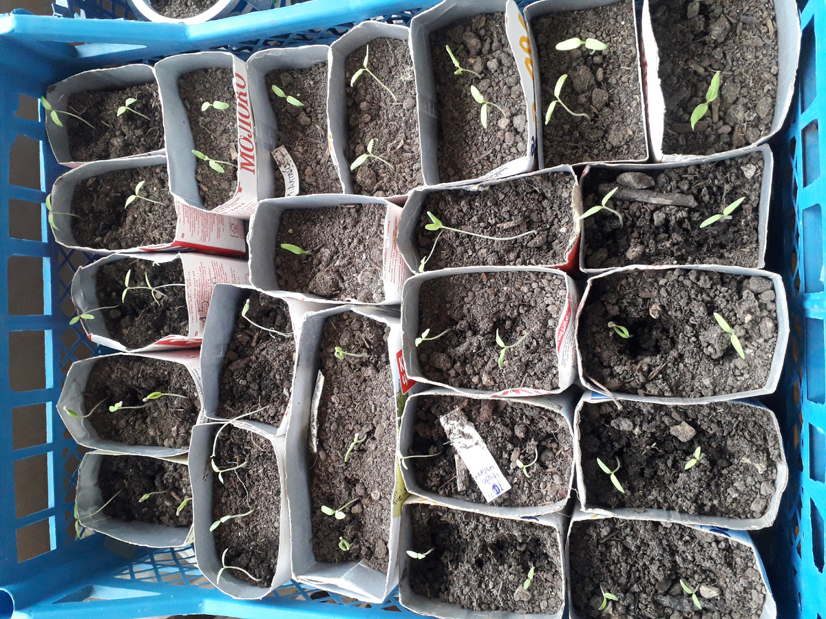 Пикированная вытянувшаяся рассада