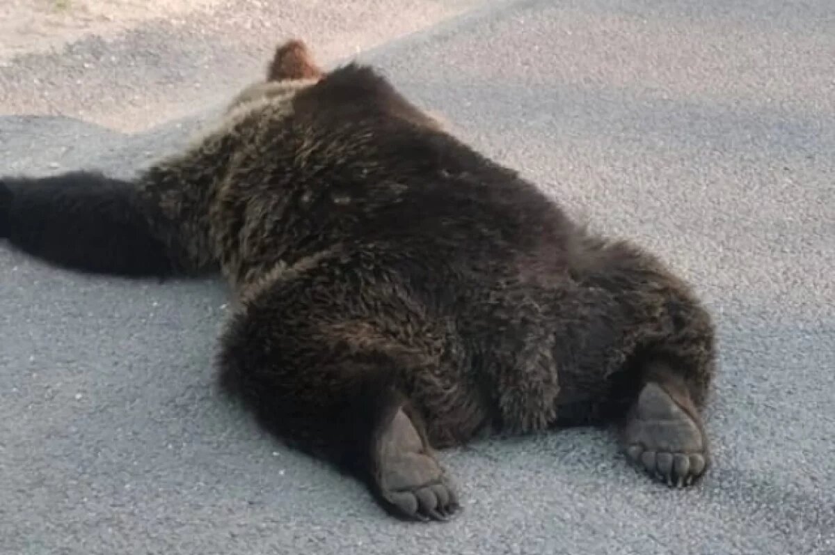    В Калужской области на автодороге была сбита медведица