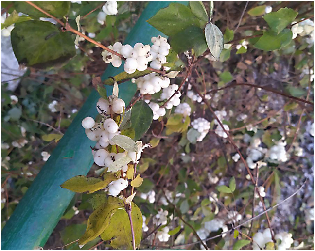 На фото плоды снежнеягодника