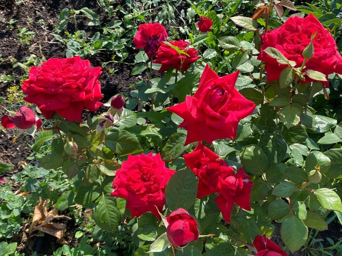 Для сохранения своих садовых роз выбираем особенный уход в сентябре