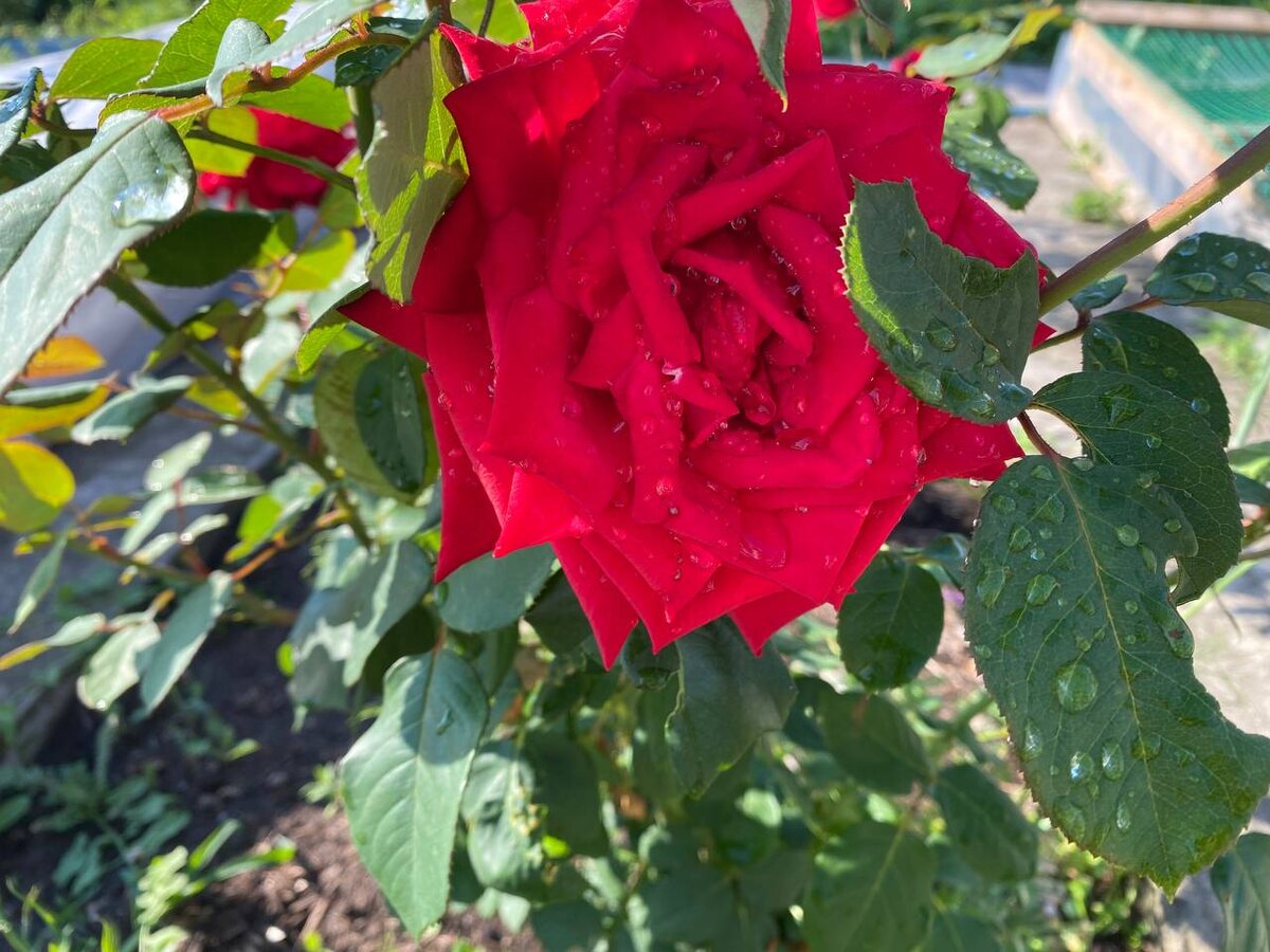 шибка в обрезке бутона может спровоцировать нежелательное раскрытие почки и появлению новых побегов, что сейчас – в сентябре, будет губительным для роз