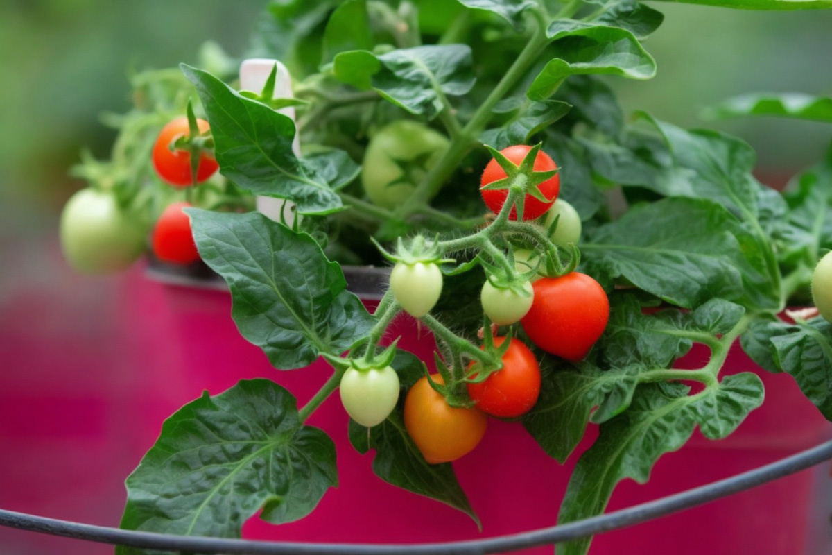 Космический томат