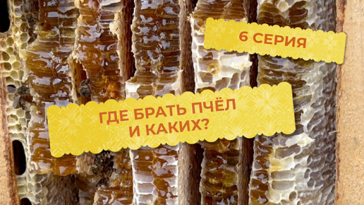 6 серия. Где брать пчёл и каких?