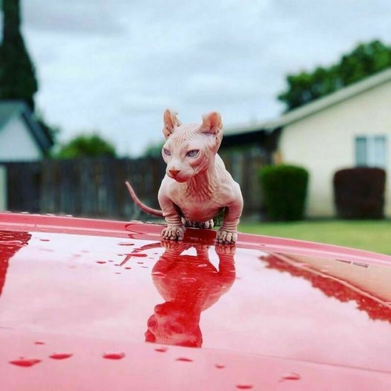    Коты-бульдоги: почему новую породу кошек возненавидели ветеринары