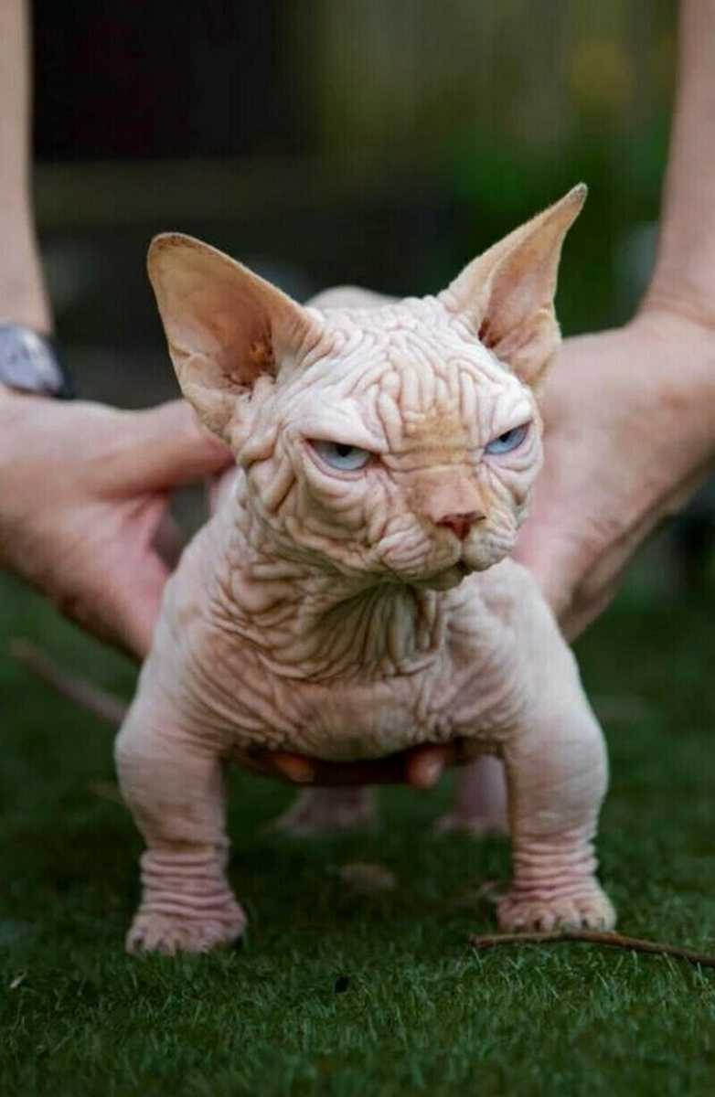    ����-��������: ������ ����� ������ ����� ������������� ����������