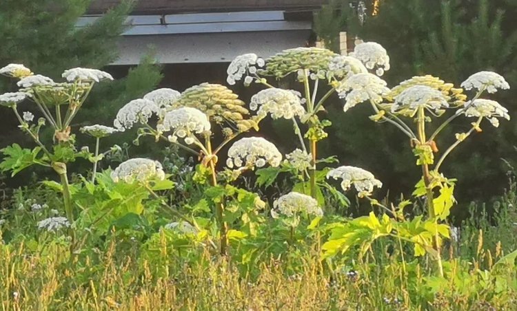    За борщевик Сосновского Минсельхоз Чувашии предложил штрафовать землевладельцев всех категорий