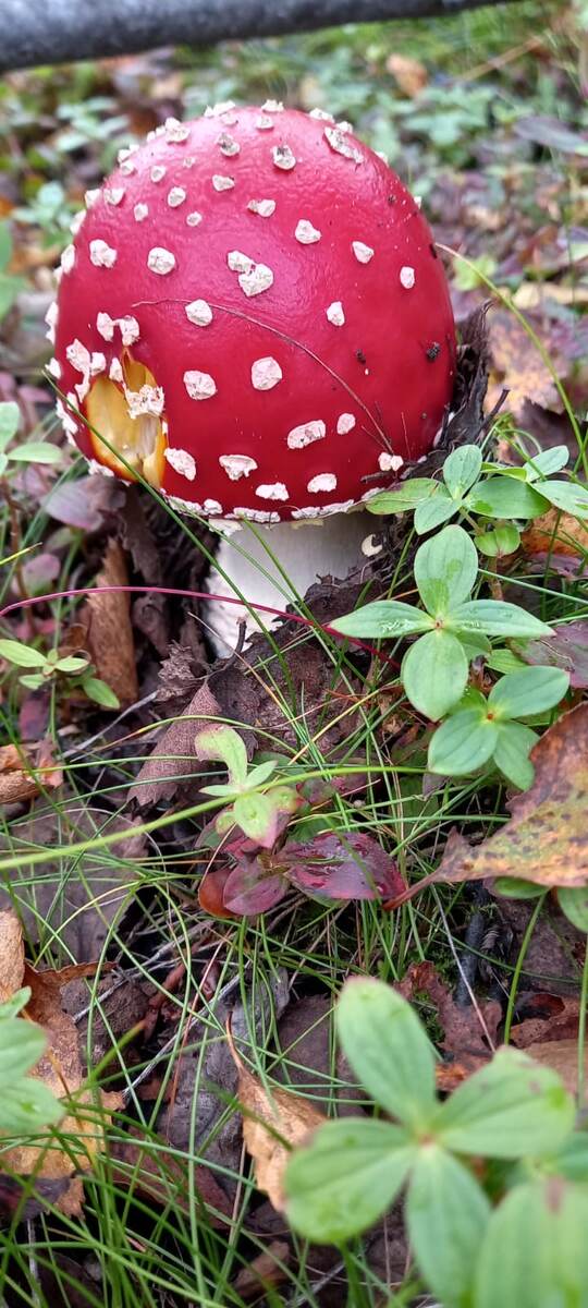 Фото моей мамы для блога 