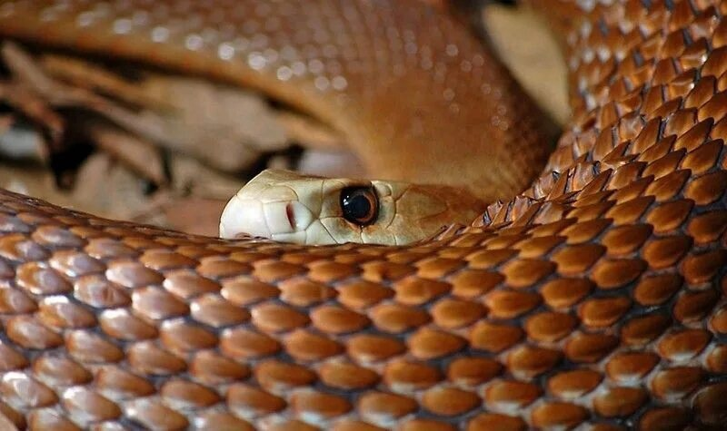 Если наших неядовитых змей можно отличить по круглому зрачку, то в Австралии это правило не работает! 