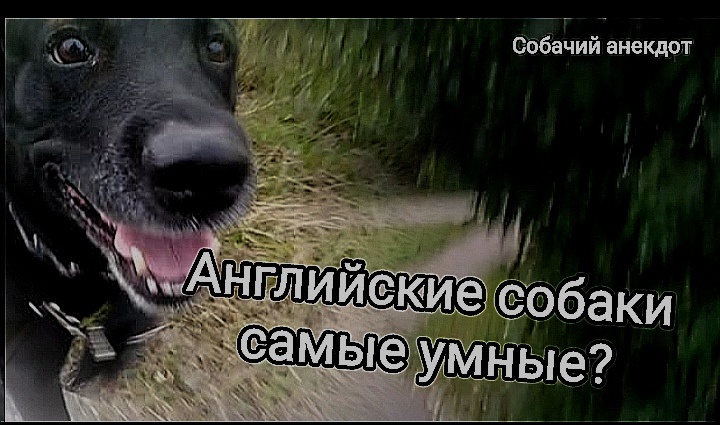 Просто чёрный пёс 