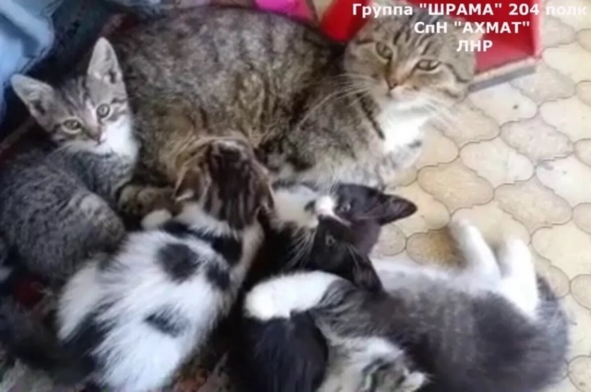    Бойцы спецназа «Ахмат» приручают кошек, они помогают отвлечься от войны