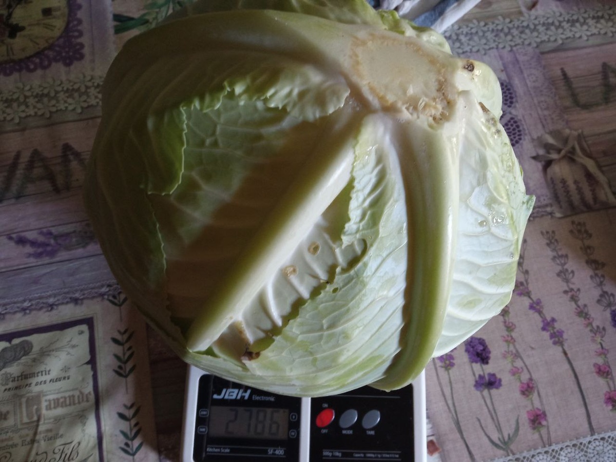 Капуста от подписчицы