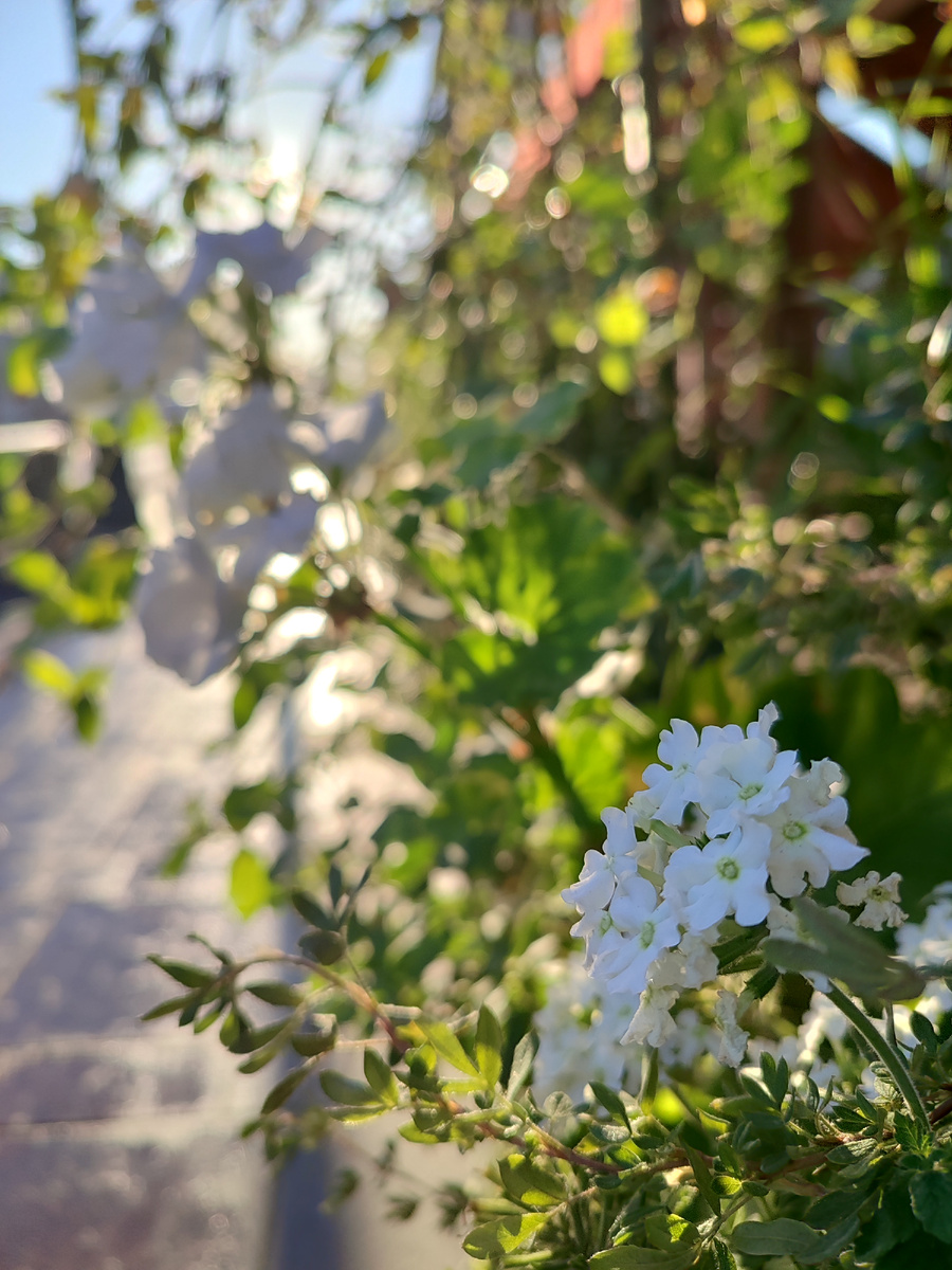 Клумба в рассветных лучах солнца. Часов шесть утра