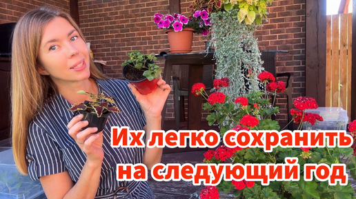 Descargar video: Эти цветы легко сохранить на следующий сезон. Черенкуем, укореняем, сохраняем растения в вазонах