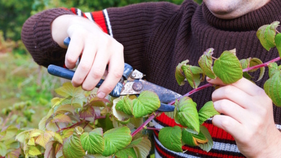    Обрезка малины осенью: сроки, правила и лайфхаки, которые увеличат плодоношение Ирина Петрова