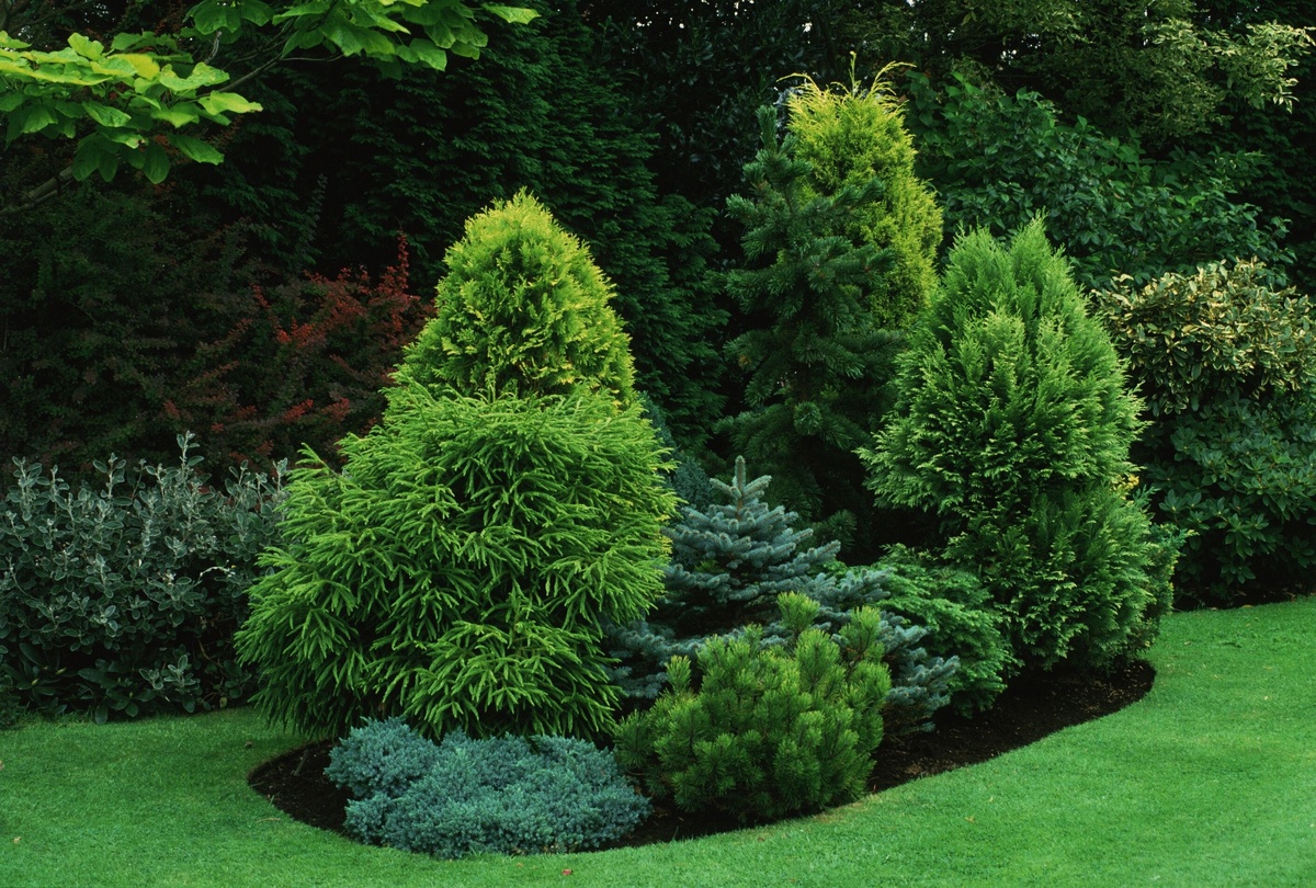     Хвойный миксбордер с соснами в ландшафтном дизайне садового участка