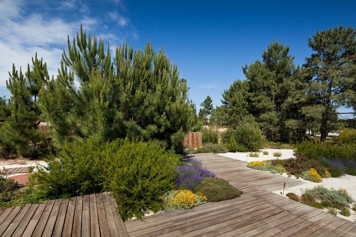     Структура участка задана соснами разных размеров и видов