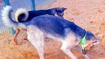 Спокойствие кот. И как он только. Собака смеется. Психология фразы. Кин дза дза скрипач не нужен.