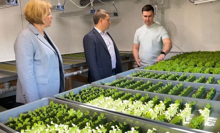   Отжим сока из листьев салата тестируют в крупнейшем зеленном сельхозкооперативе в Карелии