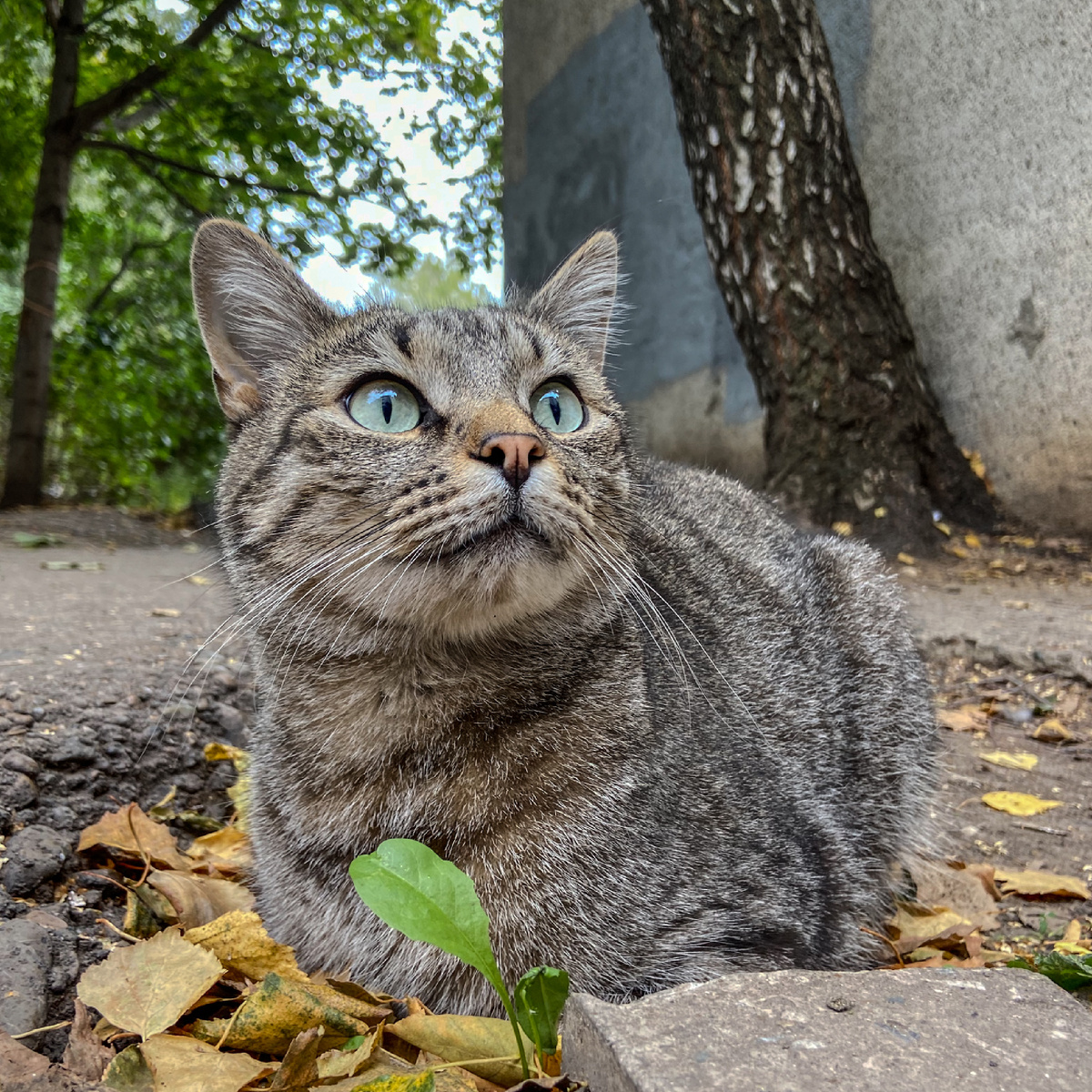 Типичный бездомный кот