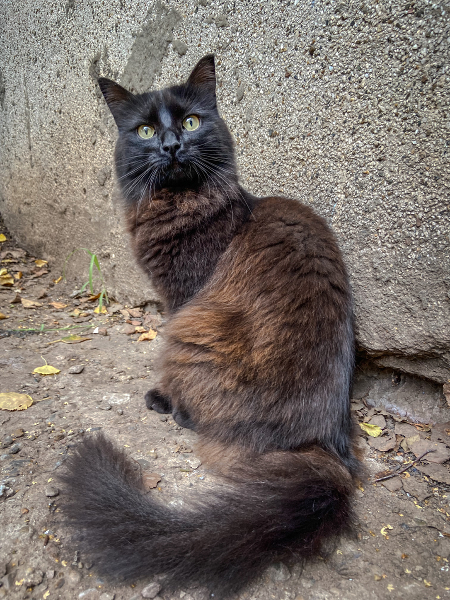 Какая порода у этой кошки?