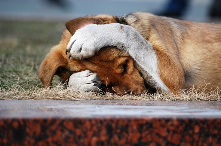 Из просторов интернета