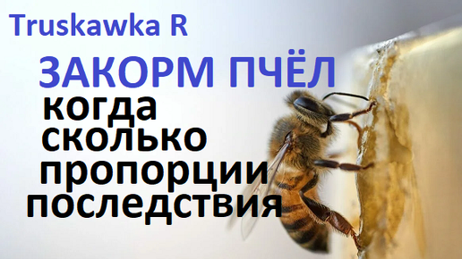 Пчёлы. Как и когда правильно закормить пчёл на пасеке. Какие нюансы, ошибки и последствия