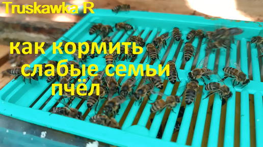 Пчёлы. Как и когда правильно закормить слабые семьи на пасеке. Какие нюансы, чем кормить и почему