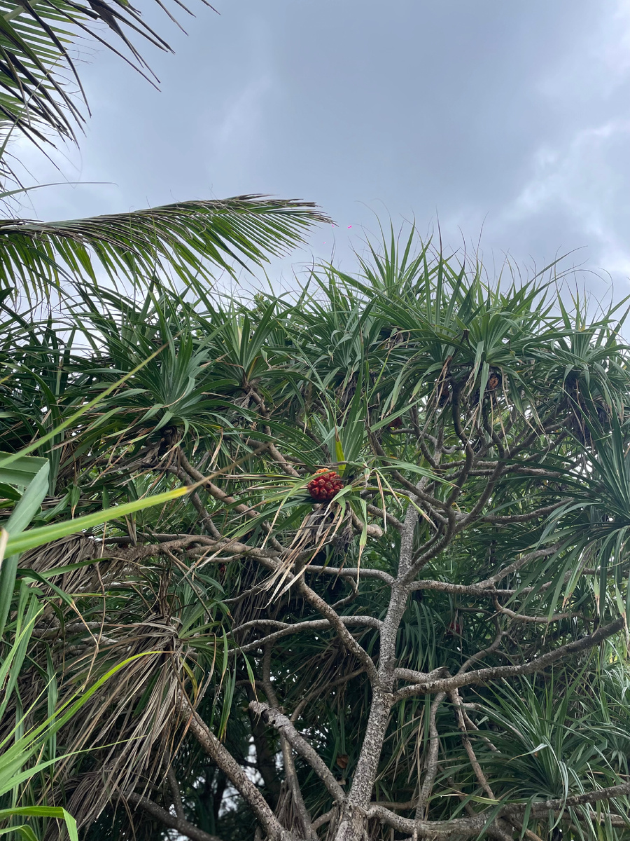 В плане растительности Тайланд чем-то напоминает Сочи
