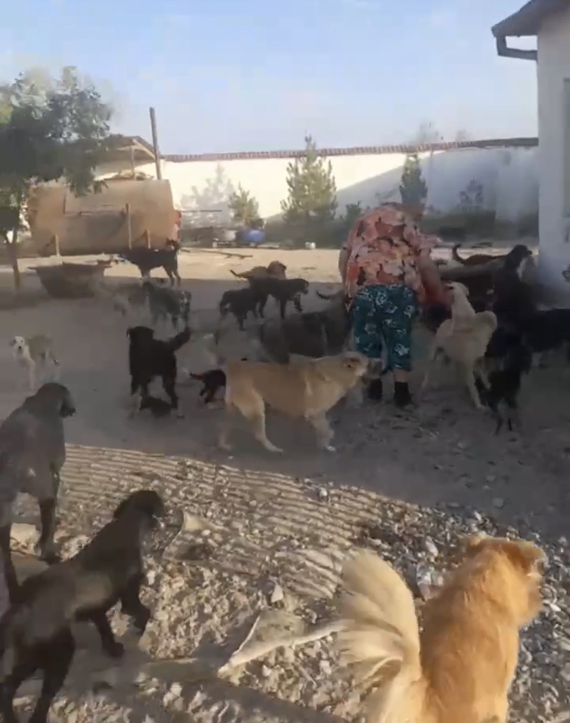 Животные из отлова 