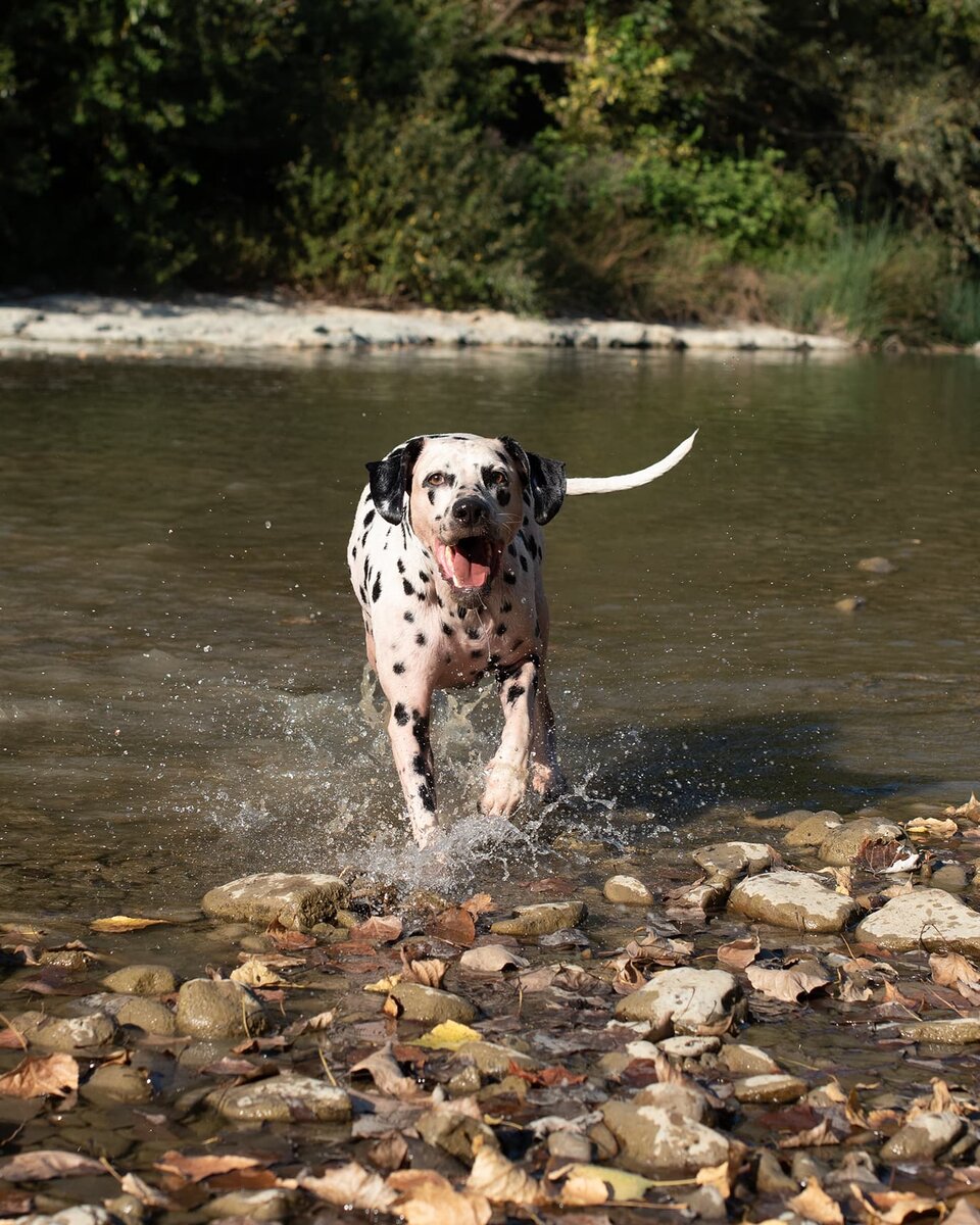 Теперь мы точно знаем, что видят кошки. Не удивительно, что они убегают так быстро!