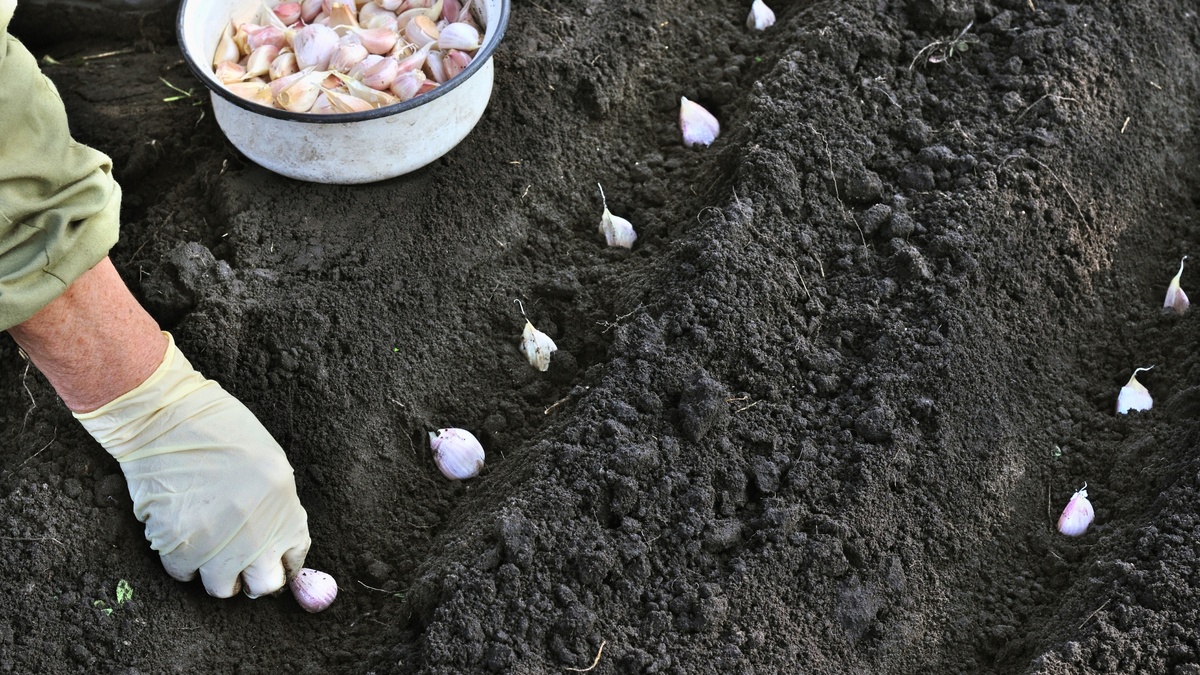 Посадка чеснока