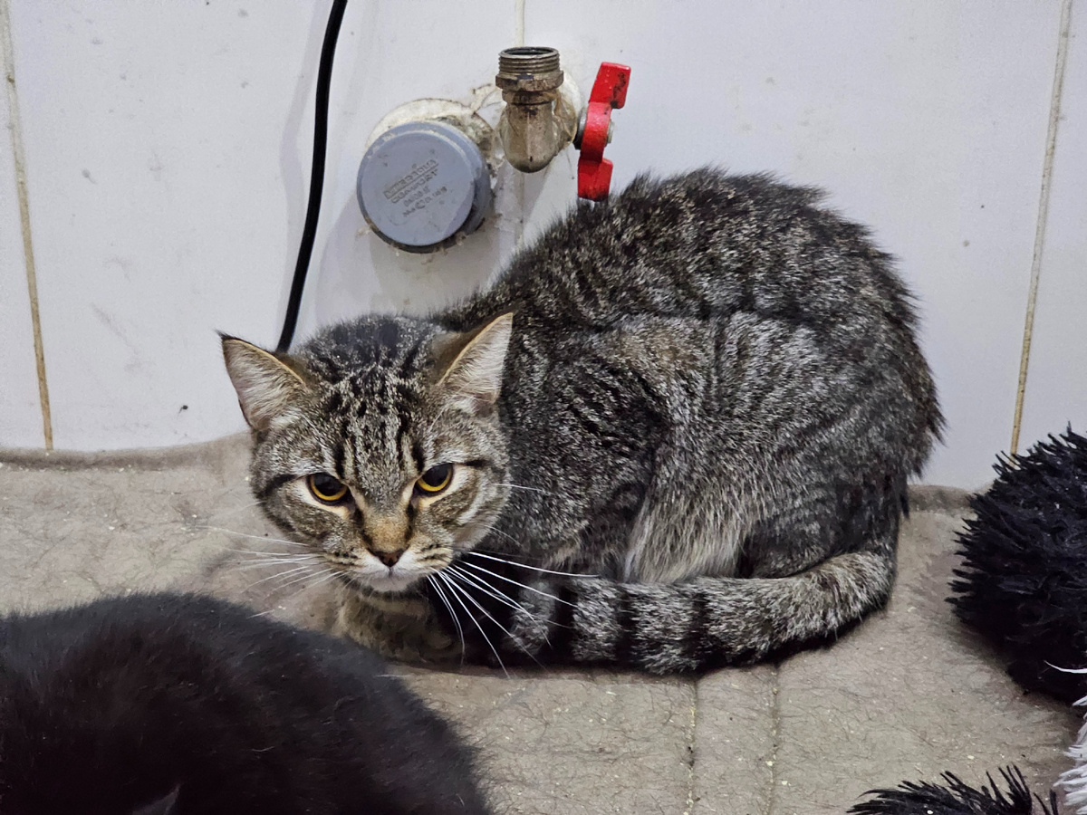 Пока болеет, боремся