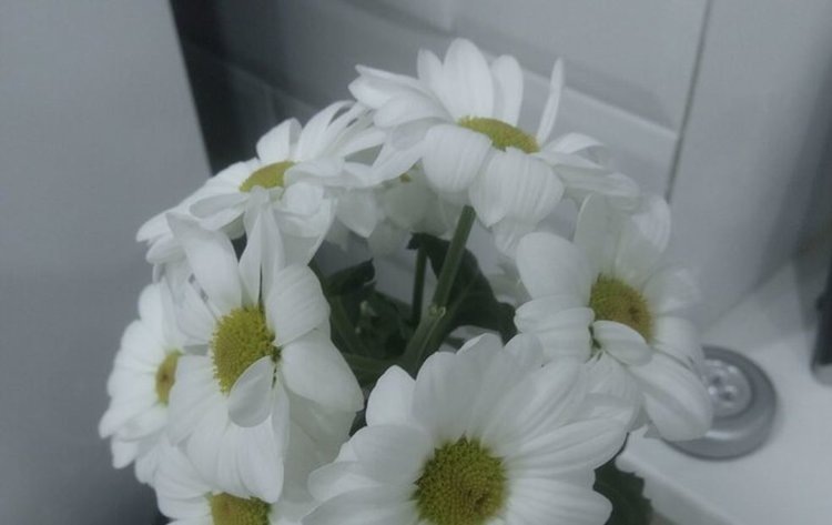    Белая ржавчина хризантем - опасное карантинное заболевание