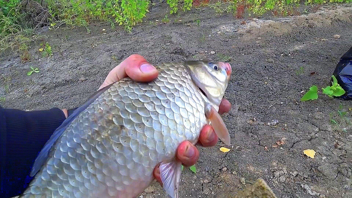 Ловля карася в сентябре