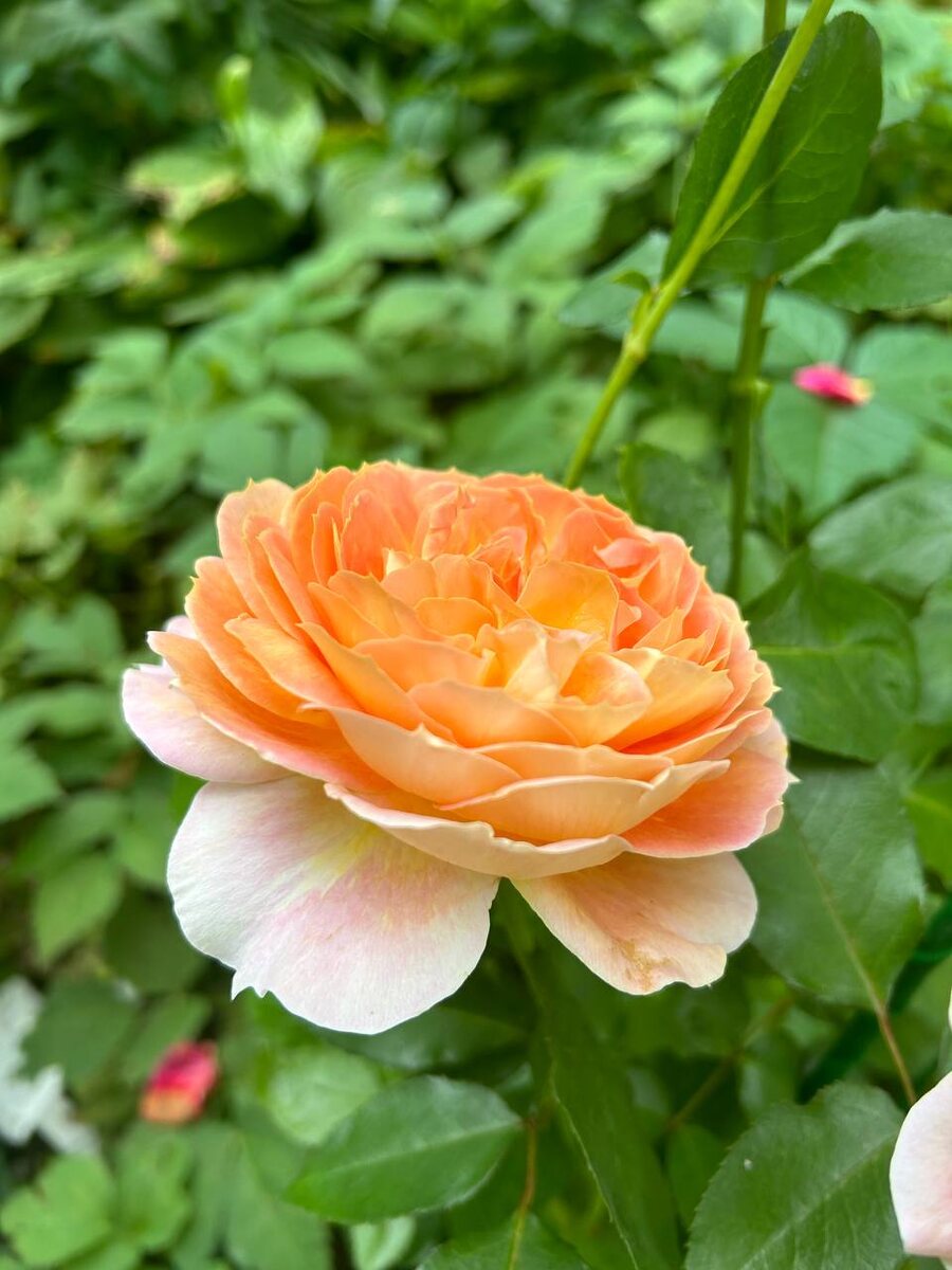 фото с тг канала Е Иолтуховской