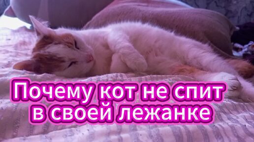 Кот спит везде, но только не на своем месте