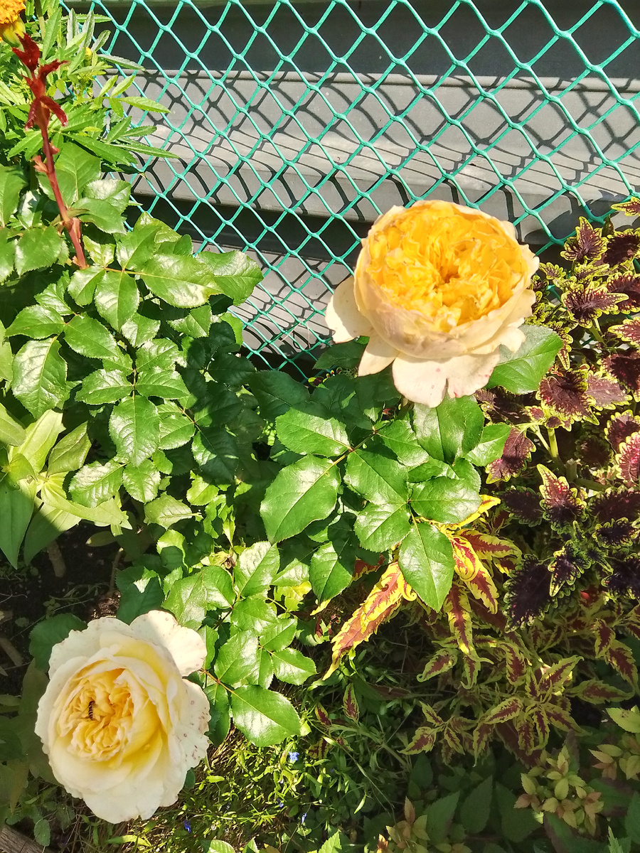 Последнее цветение роз 