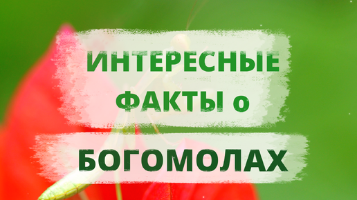 ИНТЕРЕСНЫЕ ФАКТЫ о БОГОМОЛАХ. Зачем богомолам пять глаз и одно ухо