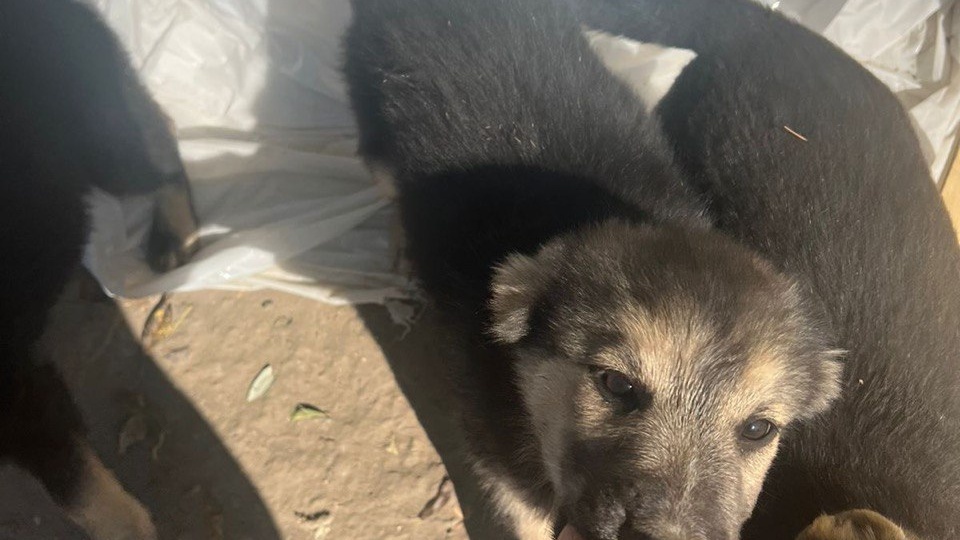 Щенки живут около дороги и каждый день может стать для них последним. И пока только один человек не прошёл мимо собачьего горя