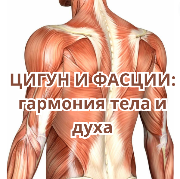 Фасции — это тонкие, но прочные соединительные ткани, которые играют важную роль в поддержании структуры и функциональности организма.