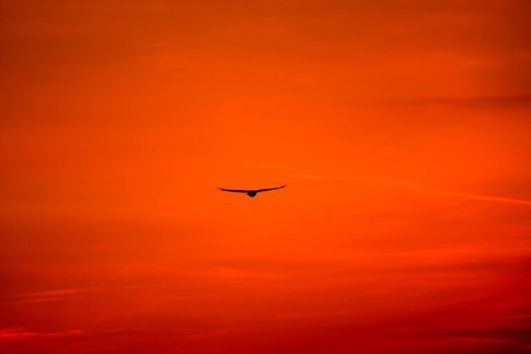    Фото: Pixabay\Gentle07 Екатерина Шахнина
