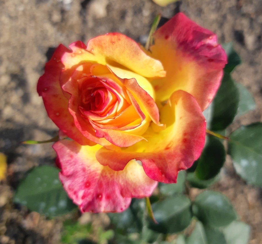 фото Евы