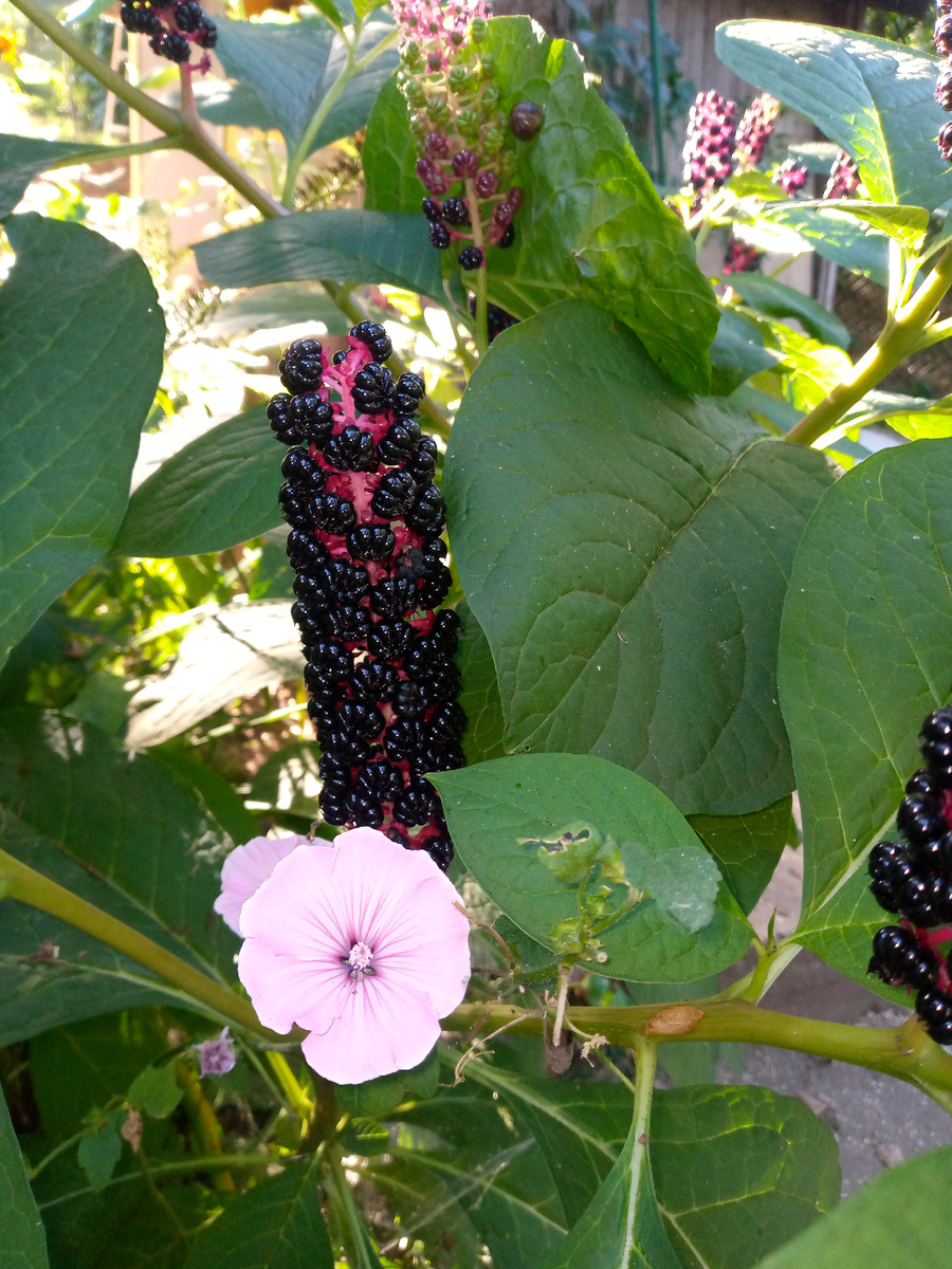 Необычные плоды лаконоса и милейшая лаватера