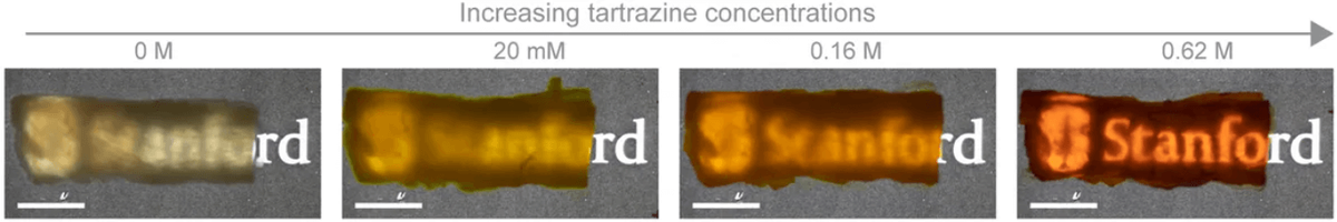    Демонстрация изменения прозрачности куриной грудки после нанесения раствора с красителем. Источник фото: flscience.com