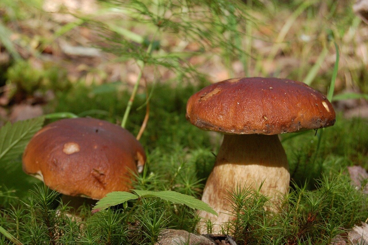     «Белый гриб – всем грибам полковник»: 12 фактов о благородном грибе, за которым так охотятся грибники