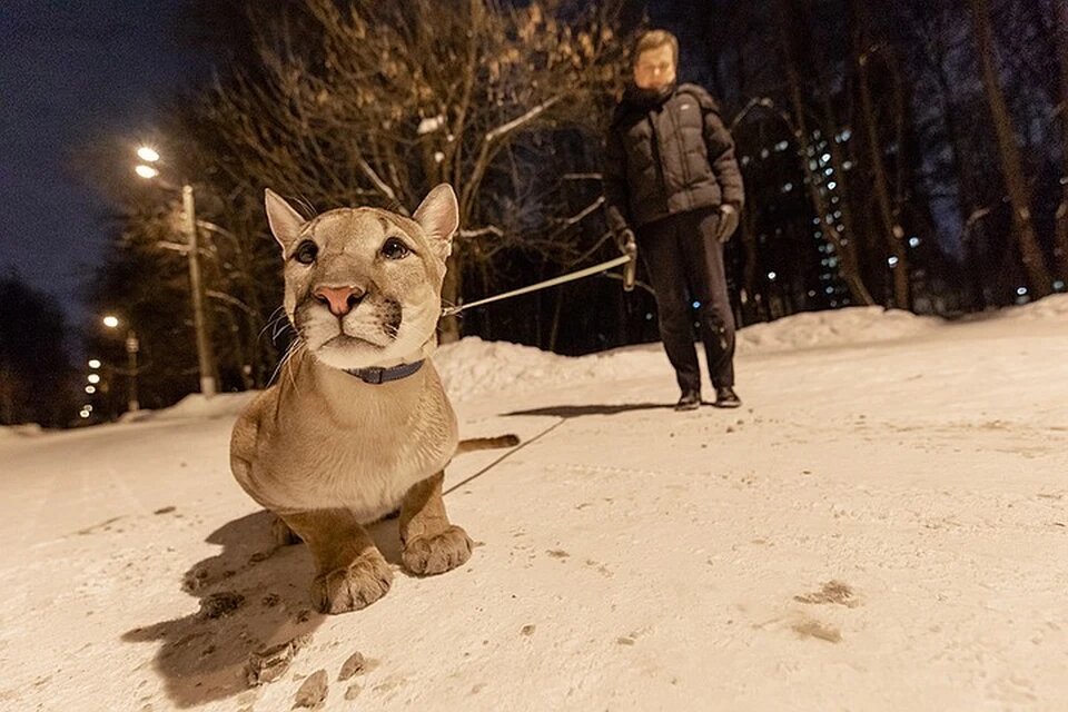 Пума Геркулес живет в Кунцеве. Фото: Андрей АБРАМОВ.