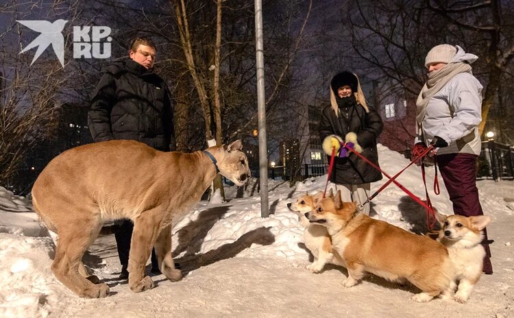 Местные собаки принимают пуму за собрата. Фото: Андрей АБРАМОВ